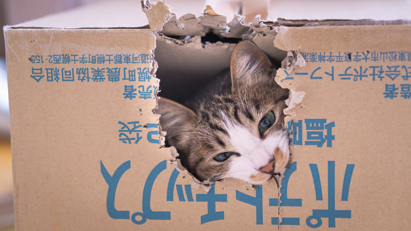 テル